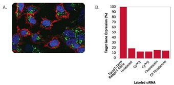 HeLa cells in 12-well plates were transfected at 70% confluence with TransIT-TKO® Transfection Reagent (3 μl/well) and Label IT® siRNA Tracker? Fluorescein-labeled siRNA duplexes (GREEN, 50 nM final concentration in the well)